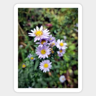 Autumn aster in blue Sticker